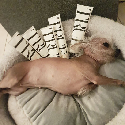 Chihuahua dry skin solution - True Organic of Sweden