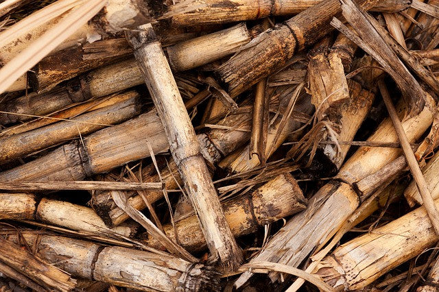 Sugarcane a sustainable alternative