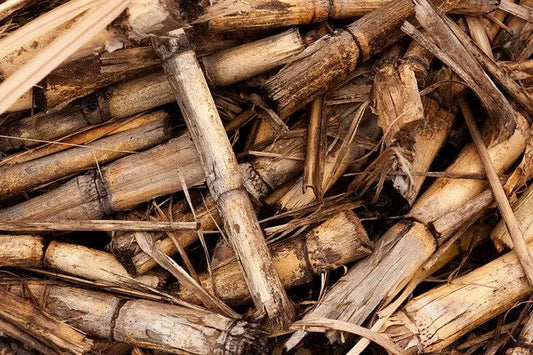 Sugarcane a sustainable alternative - True Organic of Sweden