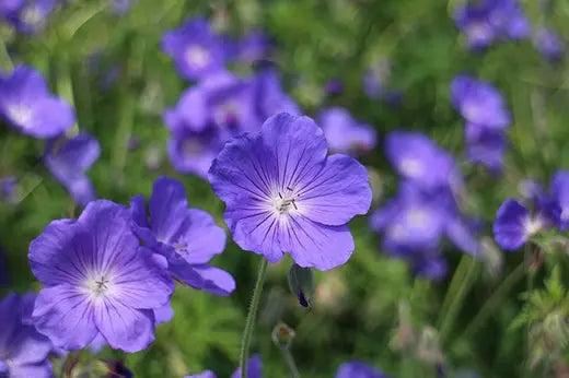 Benefits of Geranium essential oil - True Organic of Sweden
