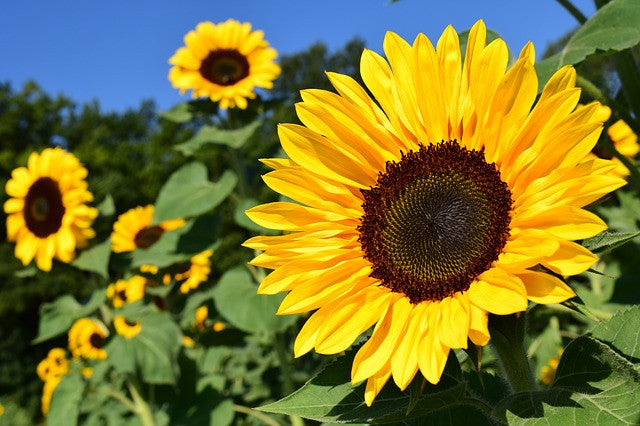The benefits of sunflower oil for skin