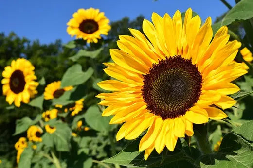 The benefits of sunflower oil for skin - True Organic of Sweden
